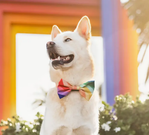 Over the Rainbow Day Dog Bow Tie